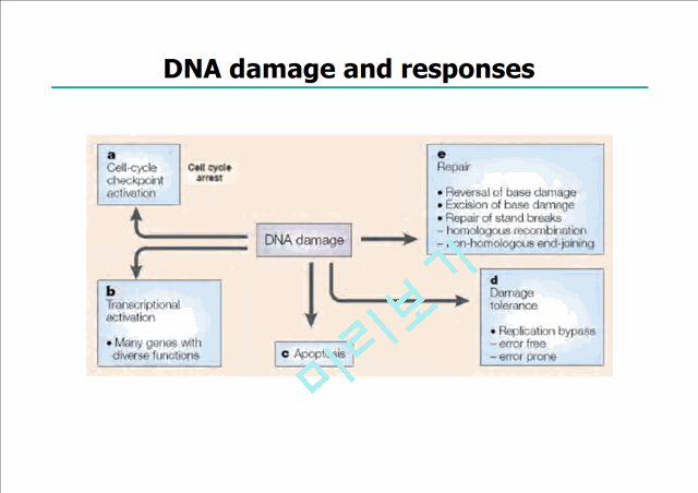 [유전학]Gene mutation & Repair system (유전자변이와 회복시스템)   (2 )